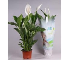 Spathiphyllum Bingo Cupido (Lepelplant), pot 17 cm - afbeelding 3