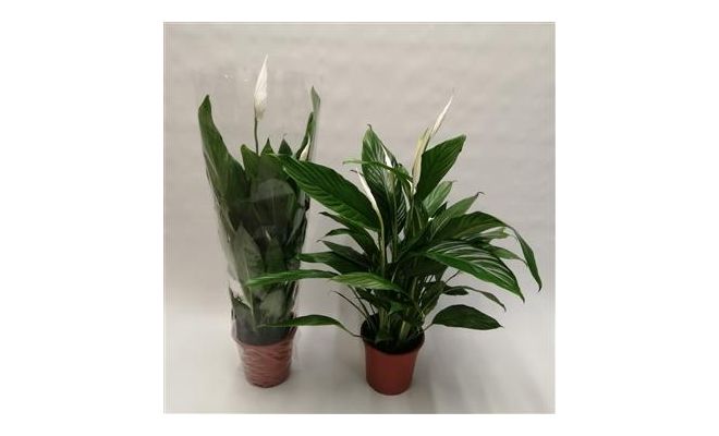 Spathiphyllum Bingo Cupido (Lepelplant), pot 19 cm, h 80 cm