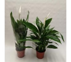 Spathiphyllum Bingo Cupido (Lepelplant), pot 19 cm, h 80 cm