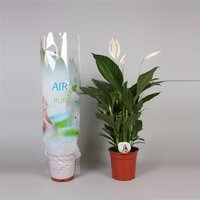 Spathiphyllum  'Bingo Cupido, pot 19 cm, h 90 cm