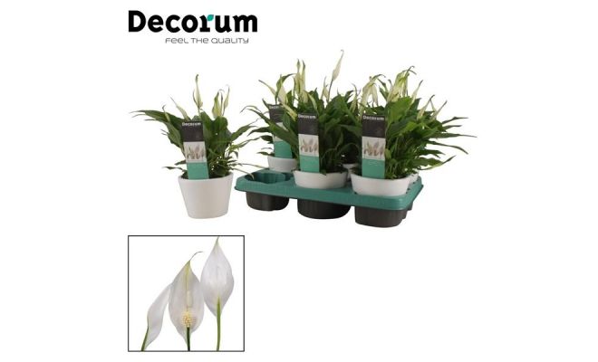 Spathiphyllum Chopin Air So pure(Lepelplant), pot 10.5 cm