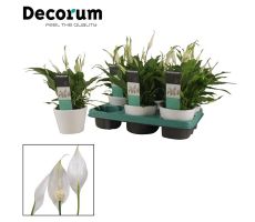 Spathiphyllum Chopin Air So pure(Lepelplant), pot 10.5 cm