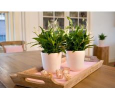 Spathiphyllum Sweet Chico(Lepelplant), pot 13 cm - afbeelding 1