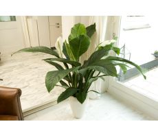 Spathiphyllum Sweet Chico(Lepelplant), pot 13 cm - afbeelding 2