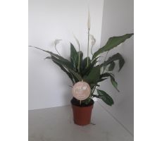 Spathiphyllum Sweet Chico(Lepelplant), pot 13 cm - afbeelding 3