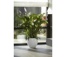 Spathiphyllum Sweet Lauretta (Lepelplant), pot 21 cm, h 85 cm - afbeelding 1