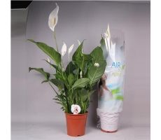 Spathiphyllum Sweet Lauretta (Lepelplant), pot 21 cm, h 85 cm - afbeelding 2