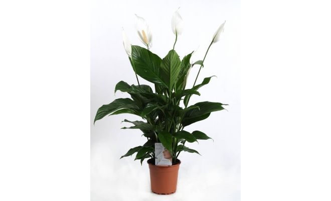 Spathiphyllum Sweet Lauretta (Lepelplant), pot 24 cm, h 100 cm