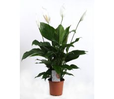 Spathiphyllum Sweet Lauretta (Lepelplant), pot 24 cm, h 100 cm