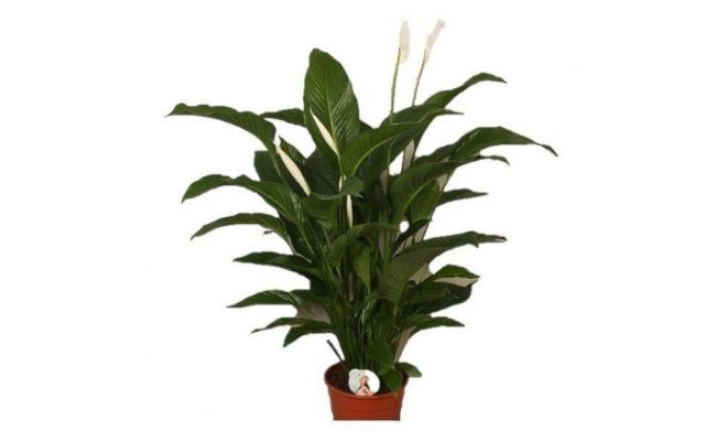 Spathiphyllum  'Sweet Lauretta(Lepelplant), pot 21 cm, h 90 cm