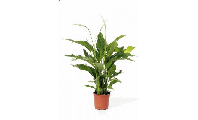 Spathiphyllum Sweet Sebastiano(Lepelplant)