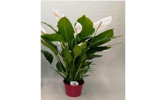 Spathiphyllum  'Sweet Sebastiano(Lepelplant), potmaat 24cm planthoogte 135cm