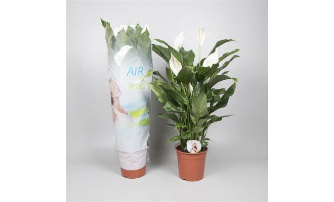 Spathiphyllum Sweet Silvana(Lepelplant)