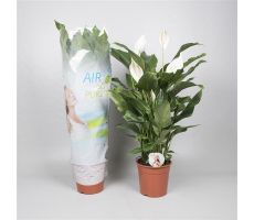 Spathiphyllum Sweet Silvana(Lepelplant)