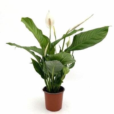 Spathiphyllum  'Sweet Silvio, pot 14 cm, h 60 cm