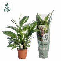 Spathiphyllum  'Vivaldi(Lepelplant), pot 17 cm, h 70 cm - afbeelding 2