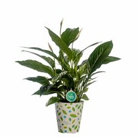 Spathiphyllum  'Vivaldi(Lepelplant), pot 17 cm, h 70 cm - afbeelding 3