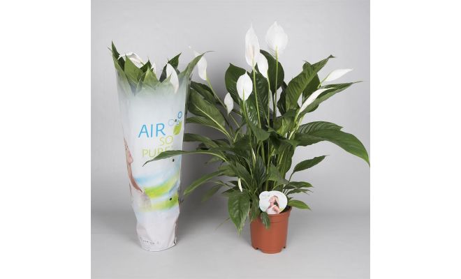 Spathiphyllum Vivaldi (Lepelplant), pot 17 cm, h 75 cm