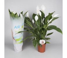 Spathiphyllum Vivaldi (Lepelplant), pot 17 cm, h 75 cm