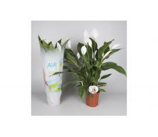 Spathiphyllum  'Vivaldi(Lepelplant), pot 17 cm, h 70 cm - afbeelding 1