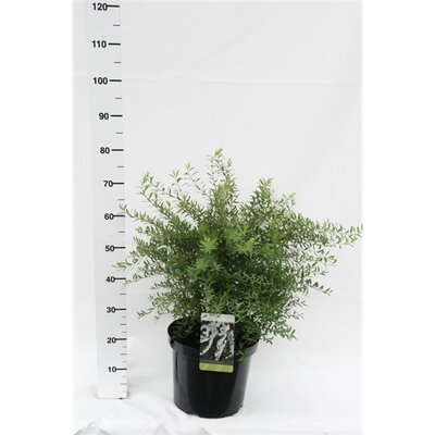 Spiraea arguta, pot 19 cm, h 30 cm