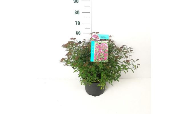 Spiraea japonica 'Anthony Waterer, pot 15 cm