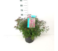 Spiraea japonica 'Anthony Waterer, pot 15 cm