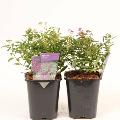 Spiraea japonica mix soorten, p17, h 25 cm - afbeelding 1