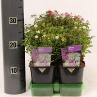 Spiraea japonica mix soorten, p17, h 25 cm - afbeelding 2