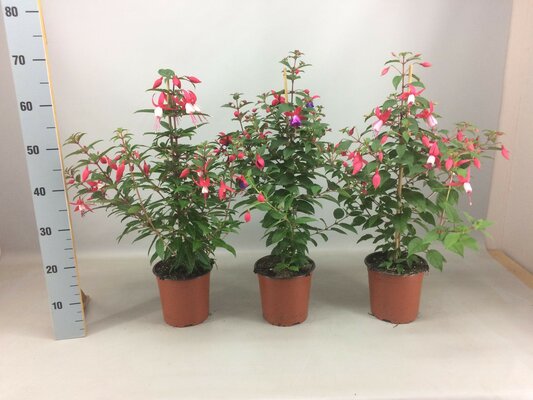 Stamfuchsia Grande XXL Mix