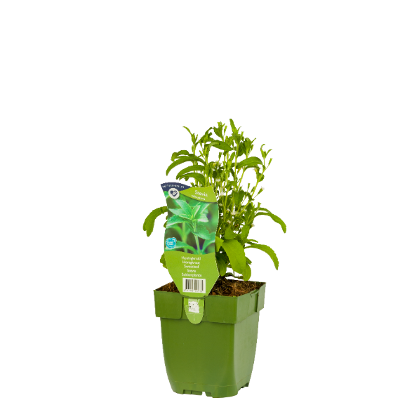 Stevia rebaudiana P11 Tuincentrum Bull