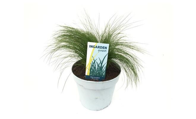 Stipa tenuifolia Ponytails, pot 17 cm, h 25 cm - afbeelding 1