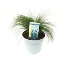 Stipa tenuifolia Ponytails, pot 17 cm, h 25 cm - afbeelding 1