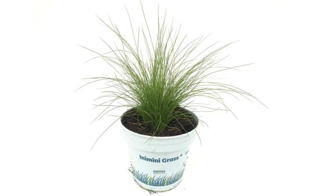 Stipa Tenuifolia Ponytails - afbeelding 1