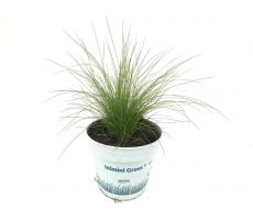 Stipa Tenuifolia Ponytails - afbeelding 1