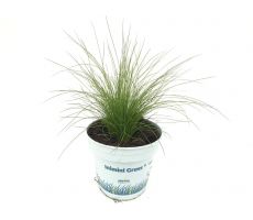 Stipa Tenuifolia Ponytails - afbeelding 2