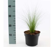 Stipa tenuifolia Ponytails, pot 17 cm, h 25 cm - afbeelding 3