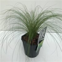 Stipa tenuifolia Ponytails, pot 17 cm, h 25 cm - afbeelding 4