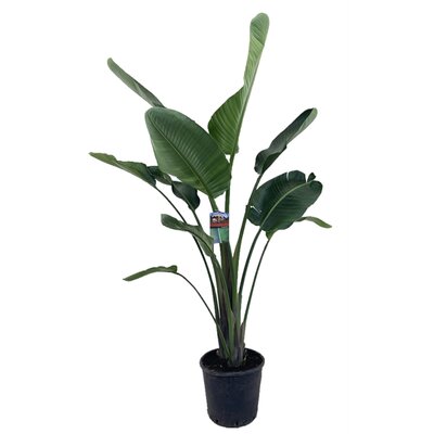 Strelitzia augusta, pot 21 cm, h 150 cm - afbeelding 1