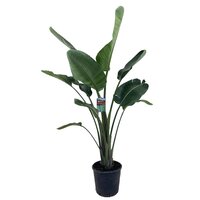 Strelitzia augusta, pot 21 cm, h 150 cm - afbeelding 2