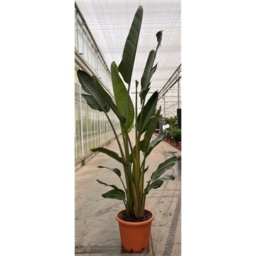 Strelitzia augusta, pot 35 cm, h 200 cm - afbeelding 1