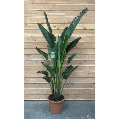 Strelitzia augusta, pot 40 cm, h 250 cm