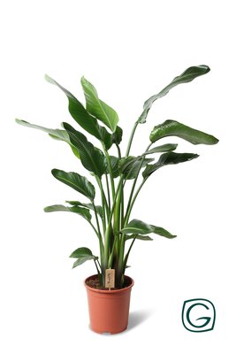 Strelitzia nicolai(paradijsvogelbloem), pot 27 cm, h 190 cm