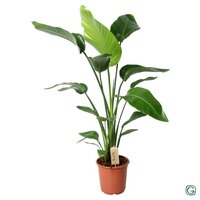 Strelitzia nicolai, pot 17 cm, h 95 cm