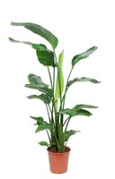 Strelitzia nicolai, pot 21 cm, h 100 cm - afbeelding 2