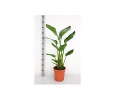 Strelitzia nicolai, pot 21 cm, h 100 cm - afbeelding 2