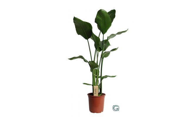 Strelitzia Nicolai, pot 35 cm, h 220 cm