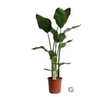 Strelitzia Nicolai, pot 35 cm, h 220 cm