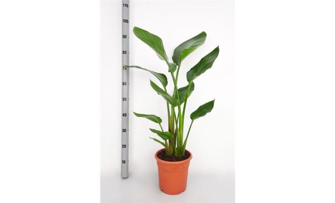 Strelitzia nicolai potmaat 21cm planthoogte 110cm