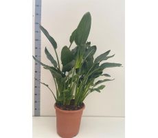 Strelitzia reginae, pot 25 cm, h 90cm - afbeelding 2